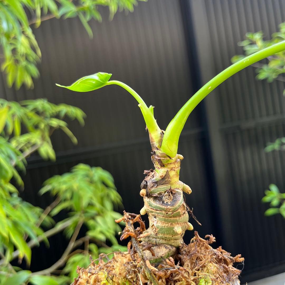 182 nigrolaminumニグロナミナム　アンスリウム　Anthurium