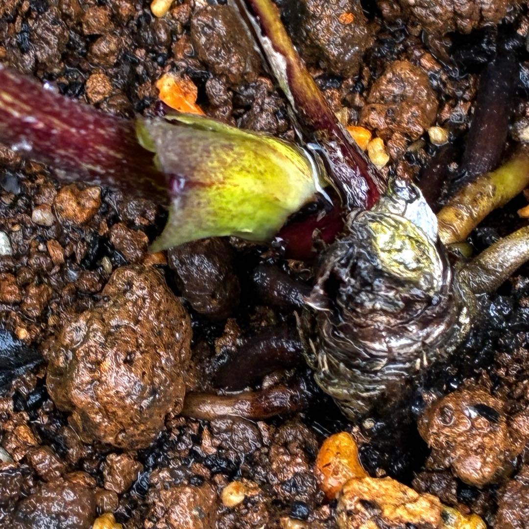 3727⭐️クレオパトラ⭐️スレートレッド⭐️コンパクト⭐️広瀬園芸⭐️