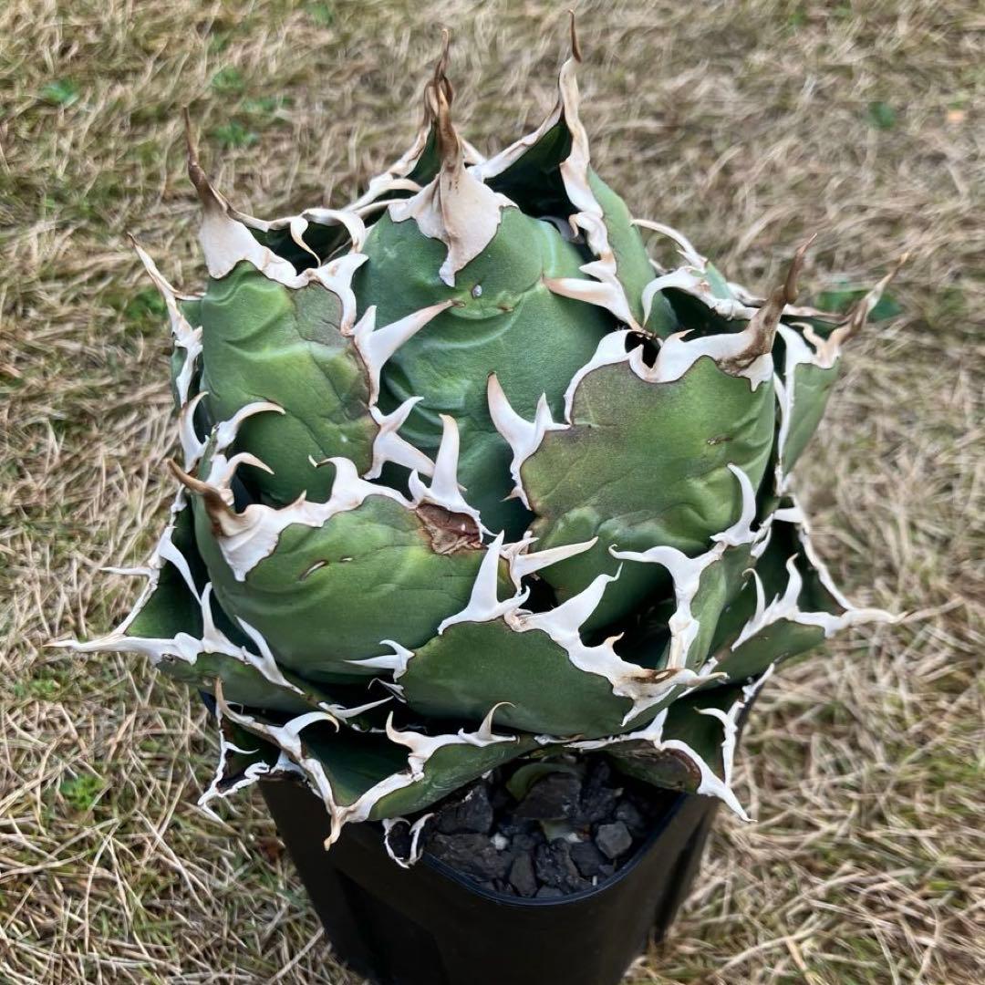 アガベ チタノタ 白鯨