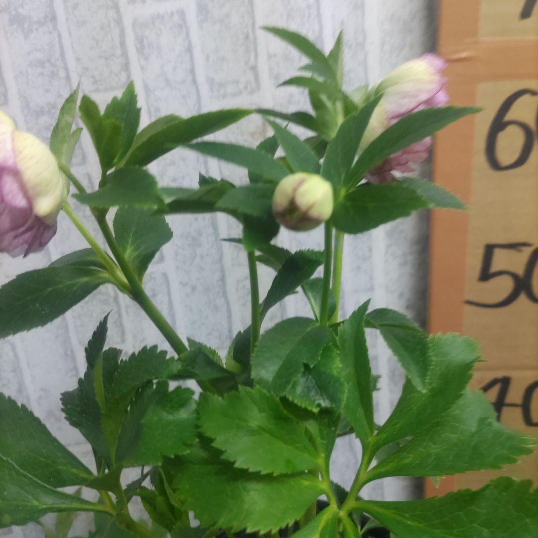 ⭐️クリスマスローズ⭐️ダブル咲き黒鉢⭐️６品種セット