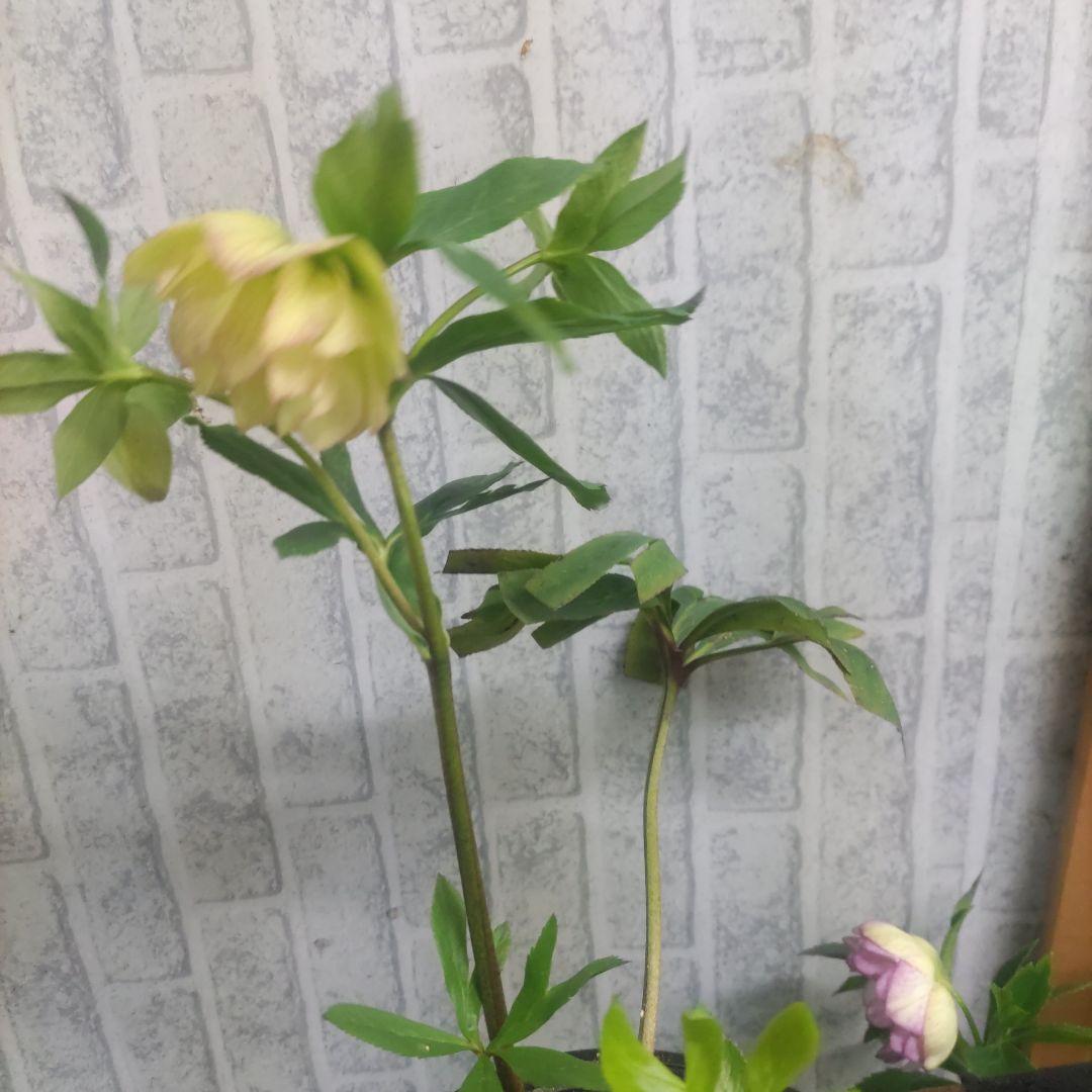 ⭐️クリスマスローズ⭐️ダブル咲き黒鉢⭐️６品種セット