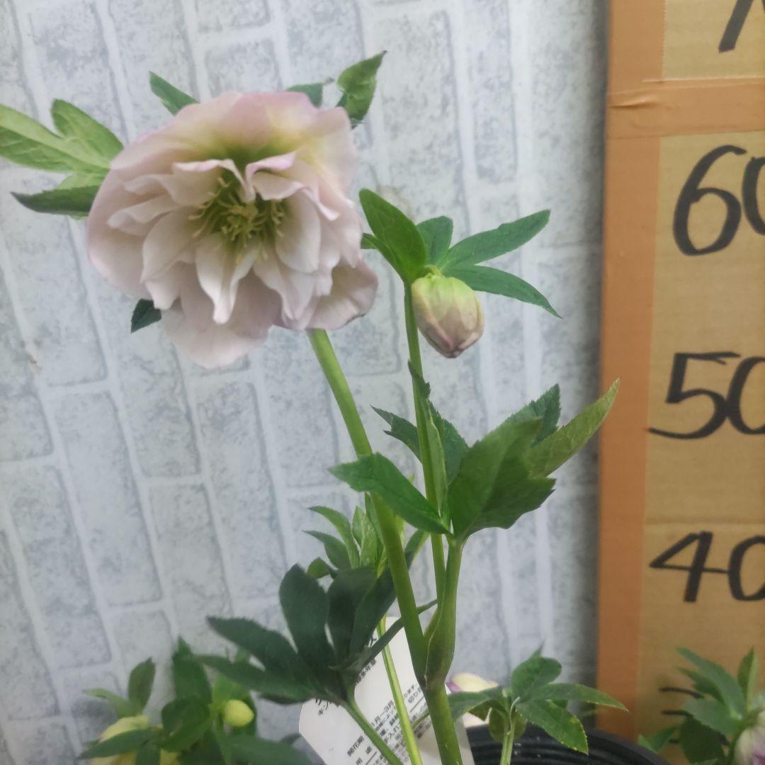 ⭐️クリスマスローズ⭐️ダブル咲き黒鉢⭐️６品種セット