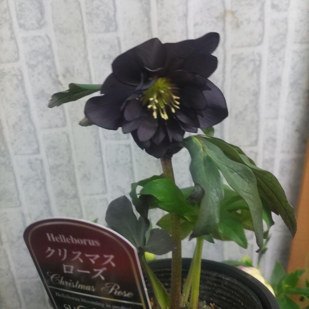 ⭐️クリスマスローズ⭐️ダブル咲き黒鉢⭐️６品種セット