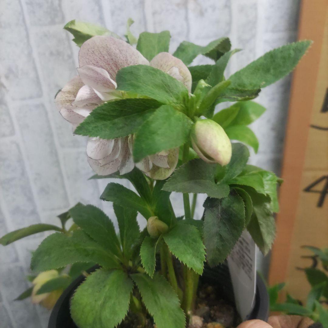 ⭐️クリスマスローズ⭐️ダブル咲き黒鉢⭐️６品種セット