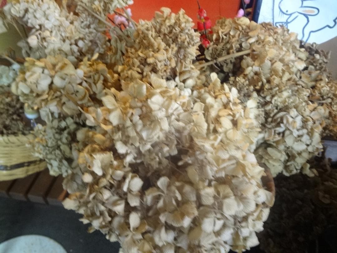 アジサイ・紫陽花　ベージュ ドライフラワー１００本セット