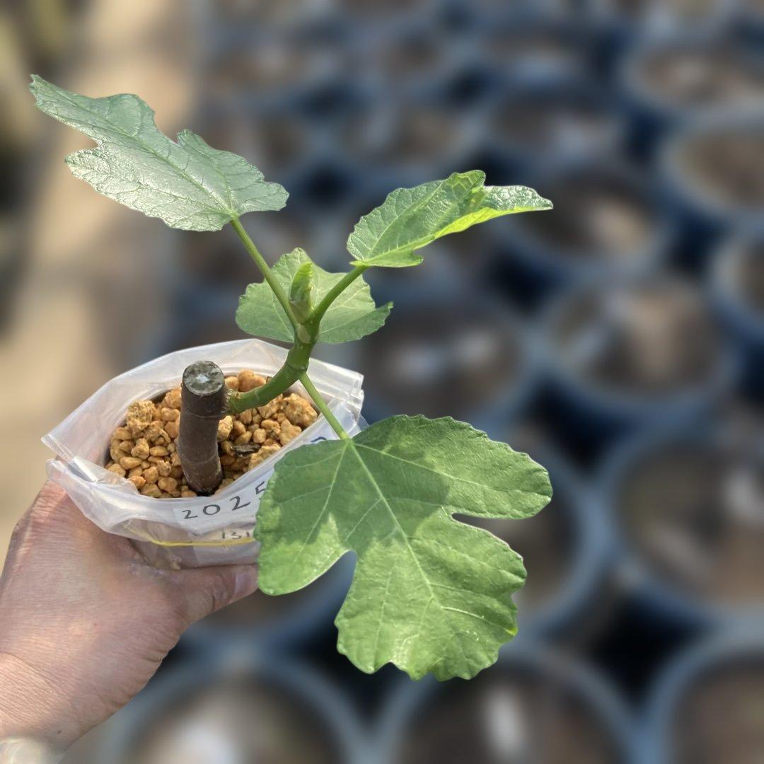 C いちじく苗木セット　Jamal Al Asfar他計６株