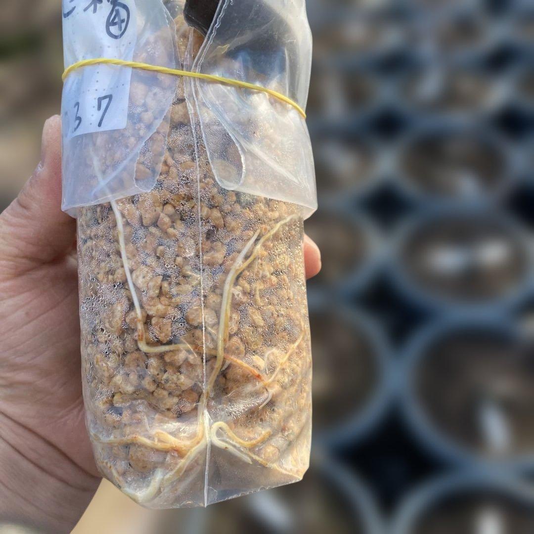 C いちじく苗木セット　Jamal Al Asfar他計６株