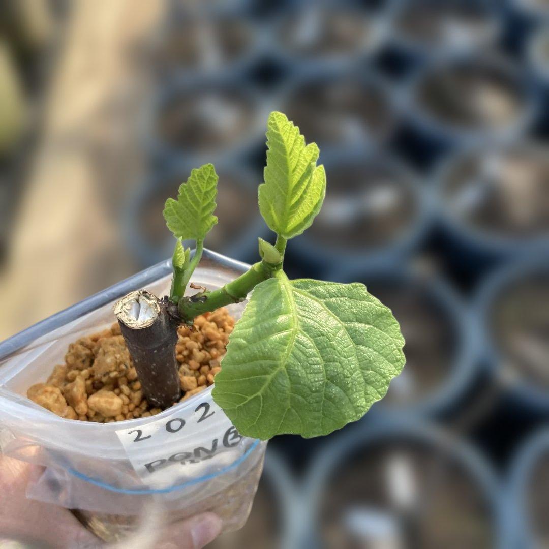 C いちじく苗木セット　Jamal Al Asfar他計６株