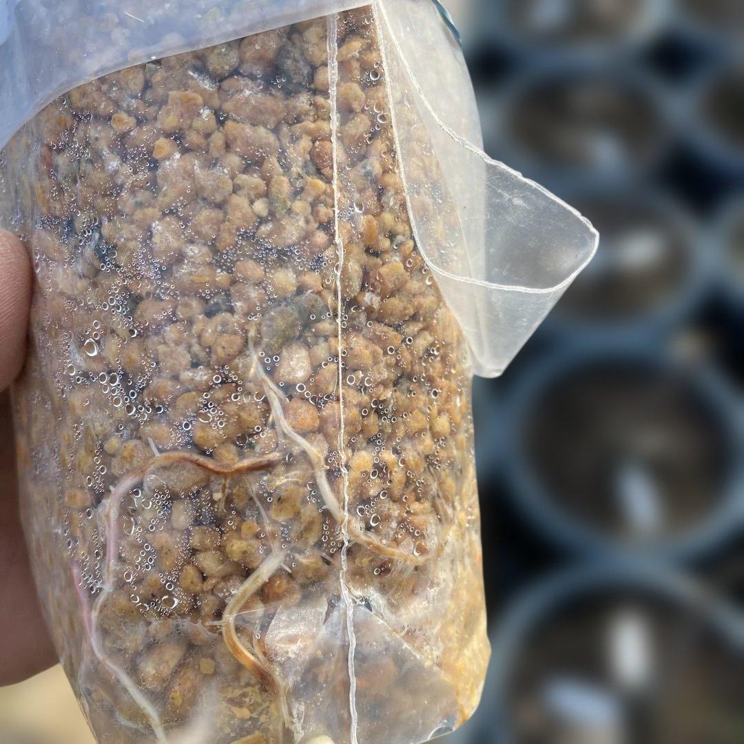 C いちじく苗木セット　Jamal Al Asfar他計６株