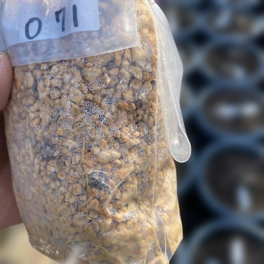 C いちじく苗木セット　Jamal Al Asfar他計６株