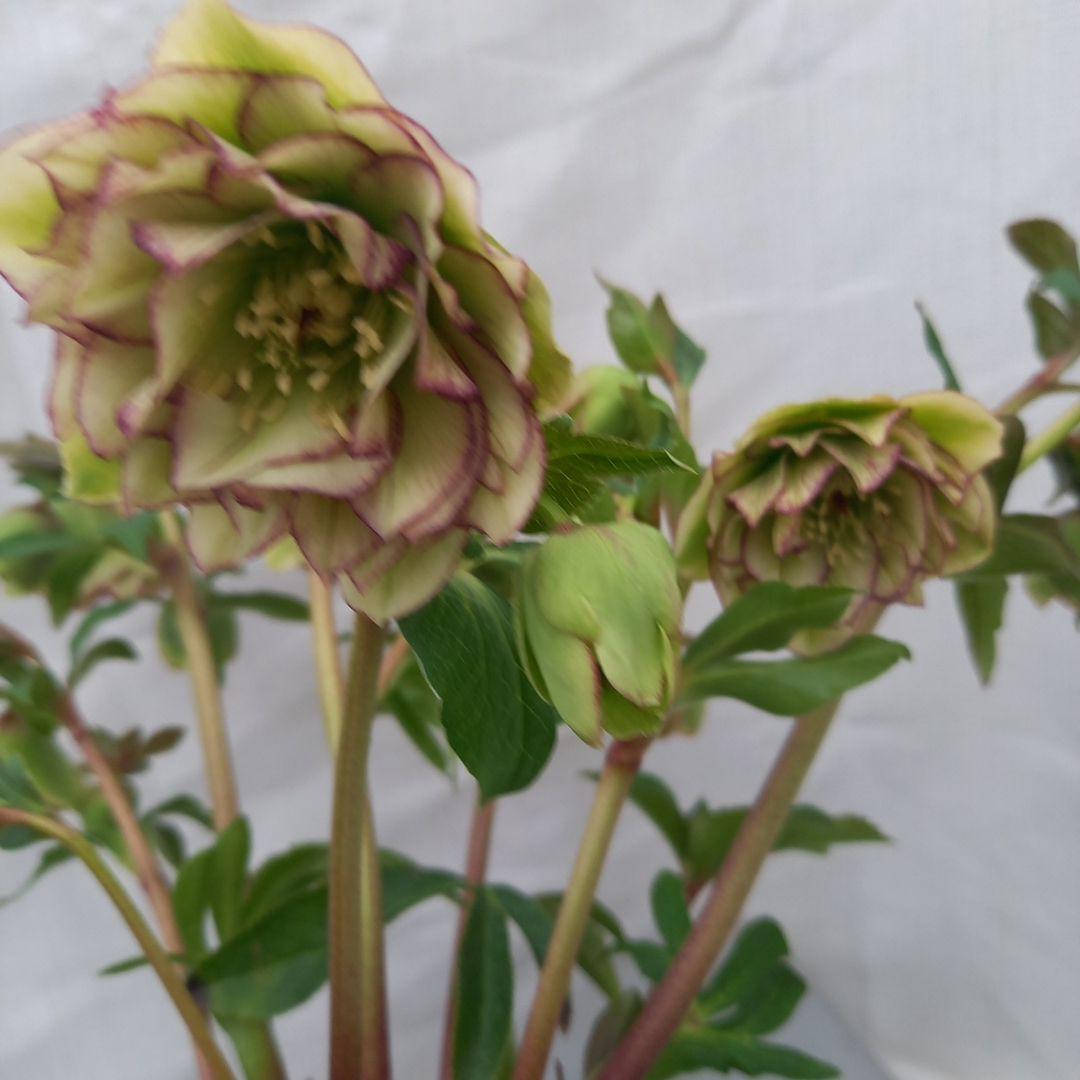 つぼみゴロゴロ！人気のグリーンピコティ、大苗、開花株