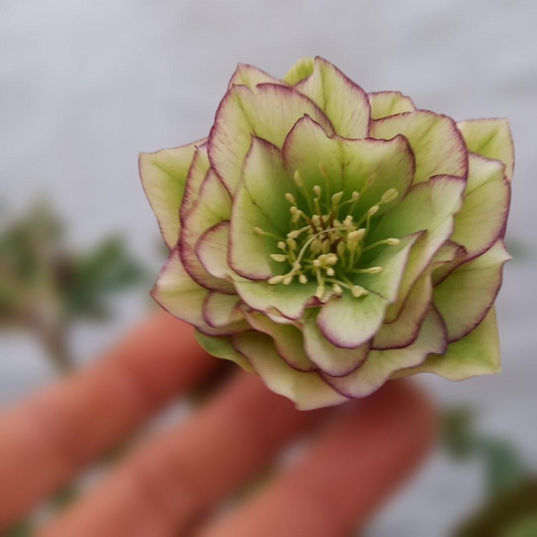 つぼみゴロゴロ！人気のグリーンピコティ、大苗、開花株