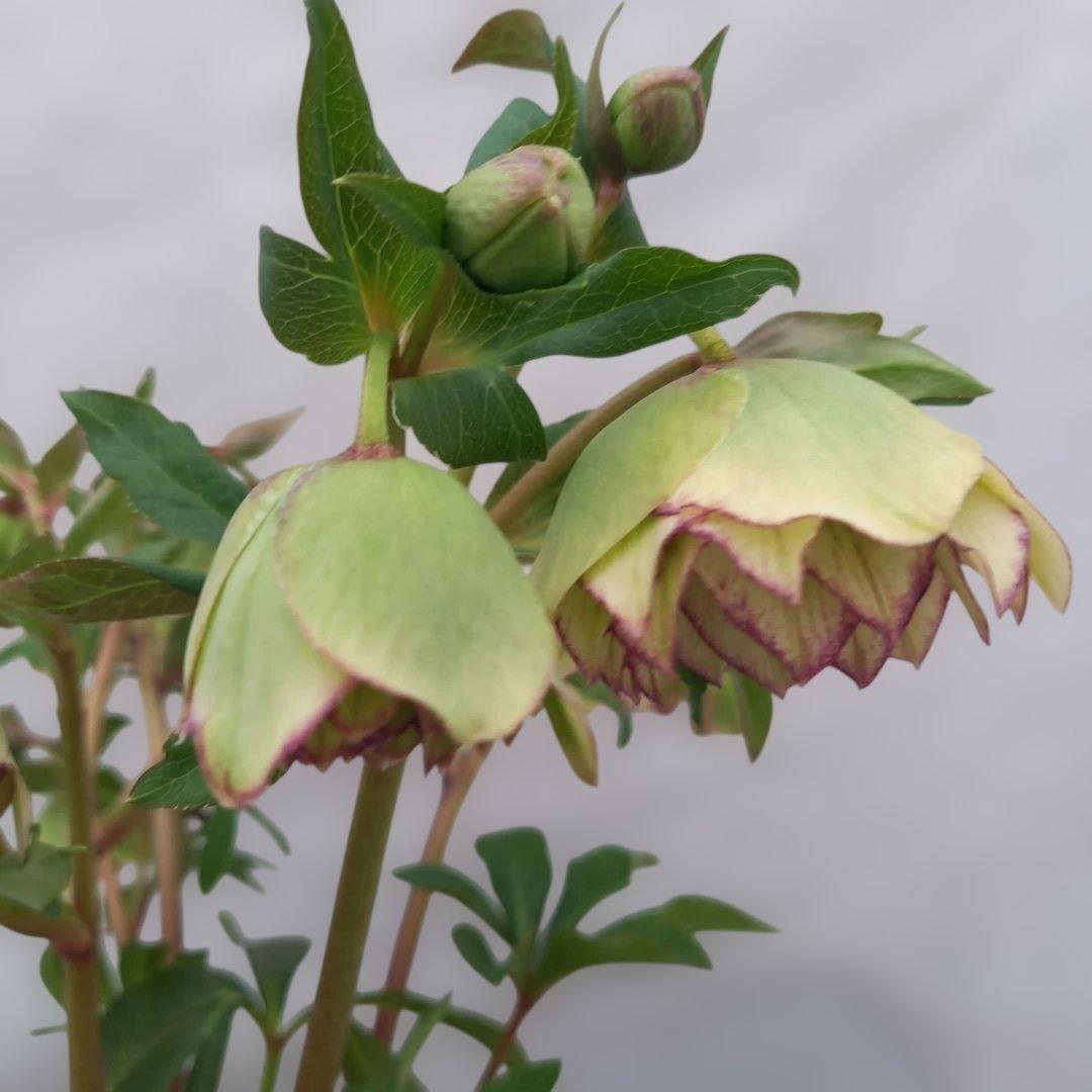 つぼみゴロゴロ！人気のグリーンピコティ、大苗、開花株