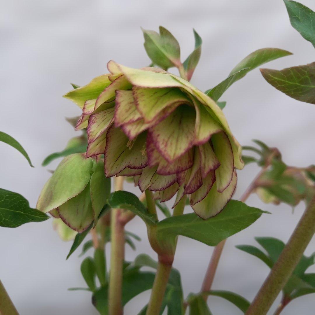 つぼみゴロゴロ！人気のグリーンピコティ、大苗、開花株