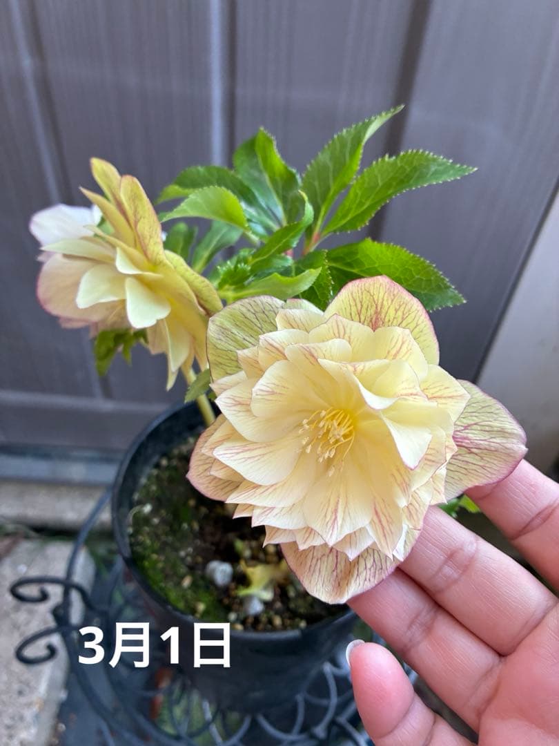 専用ページです