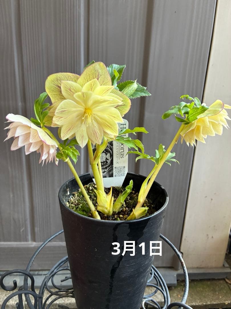 専用ページです