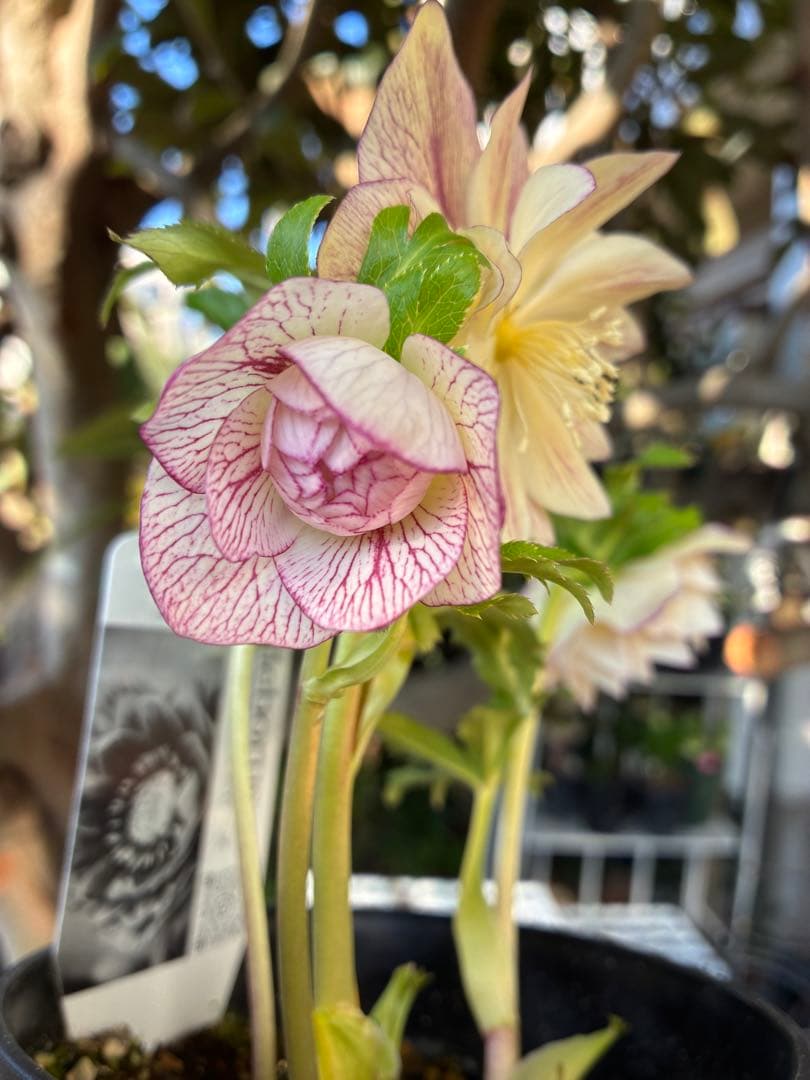 専用ページです