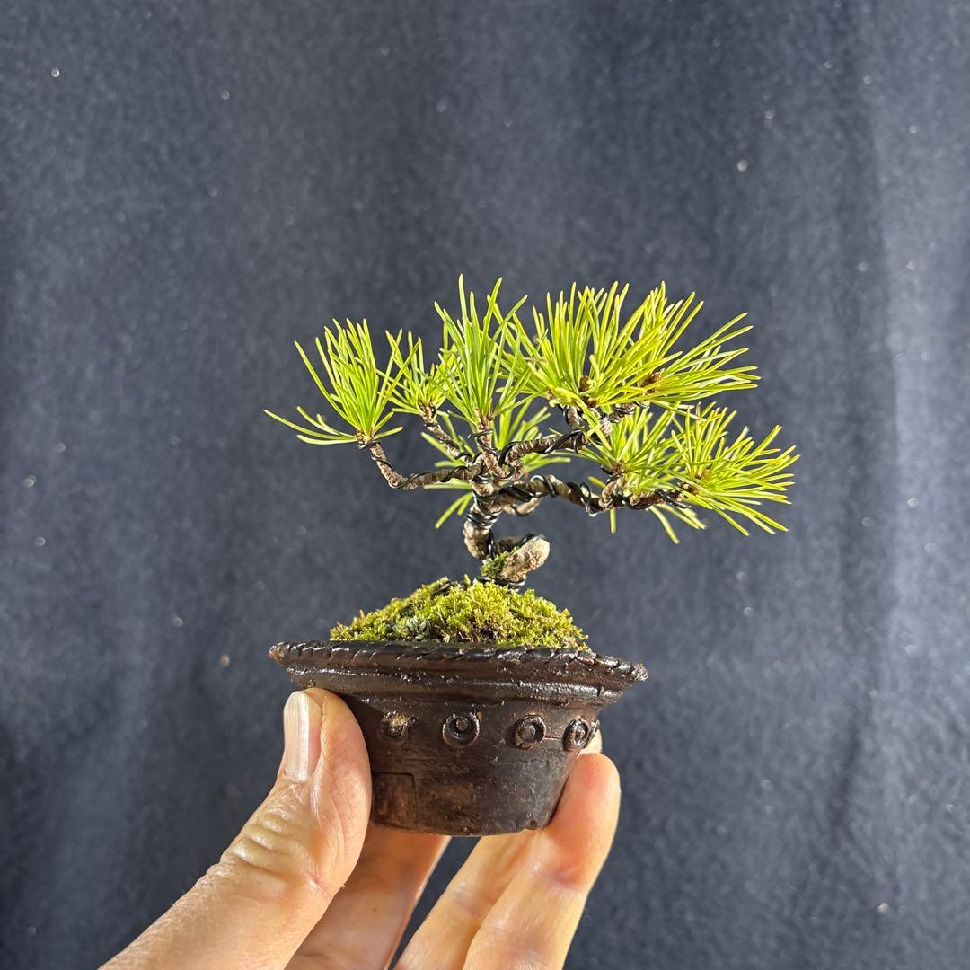 プチ盆栽、赤石五葉松、懸崖作り 目立った傷や汚れ無し