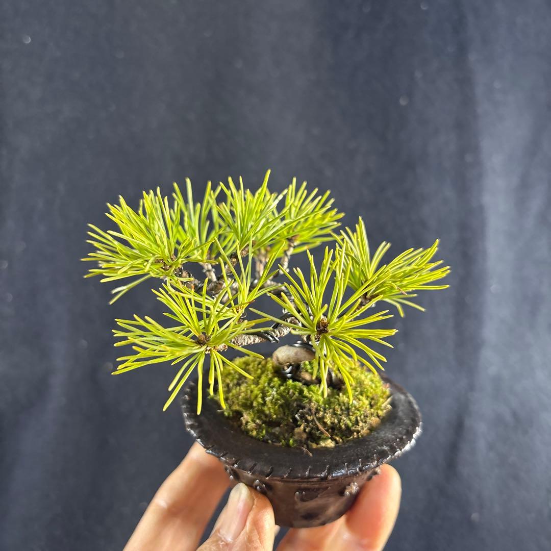 プチ盆栽、赤石五葉松、懸崖作り 目立った傷や汚れ無し