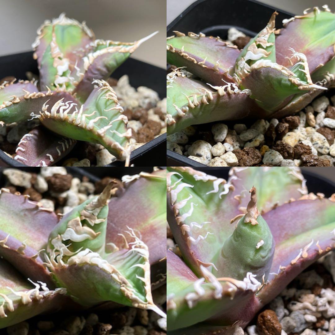 金*澤様 【初売りオークション】113 狂刺　強棘　アガベ　チタノタ　白幽霊　T