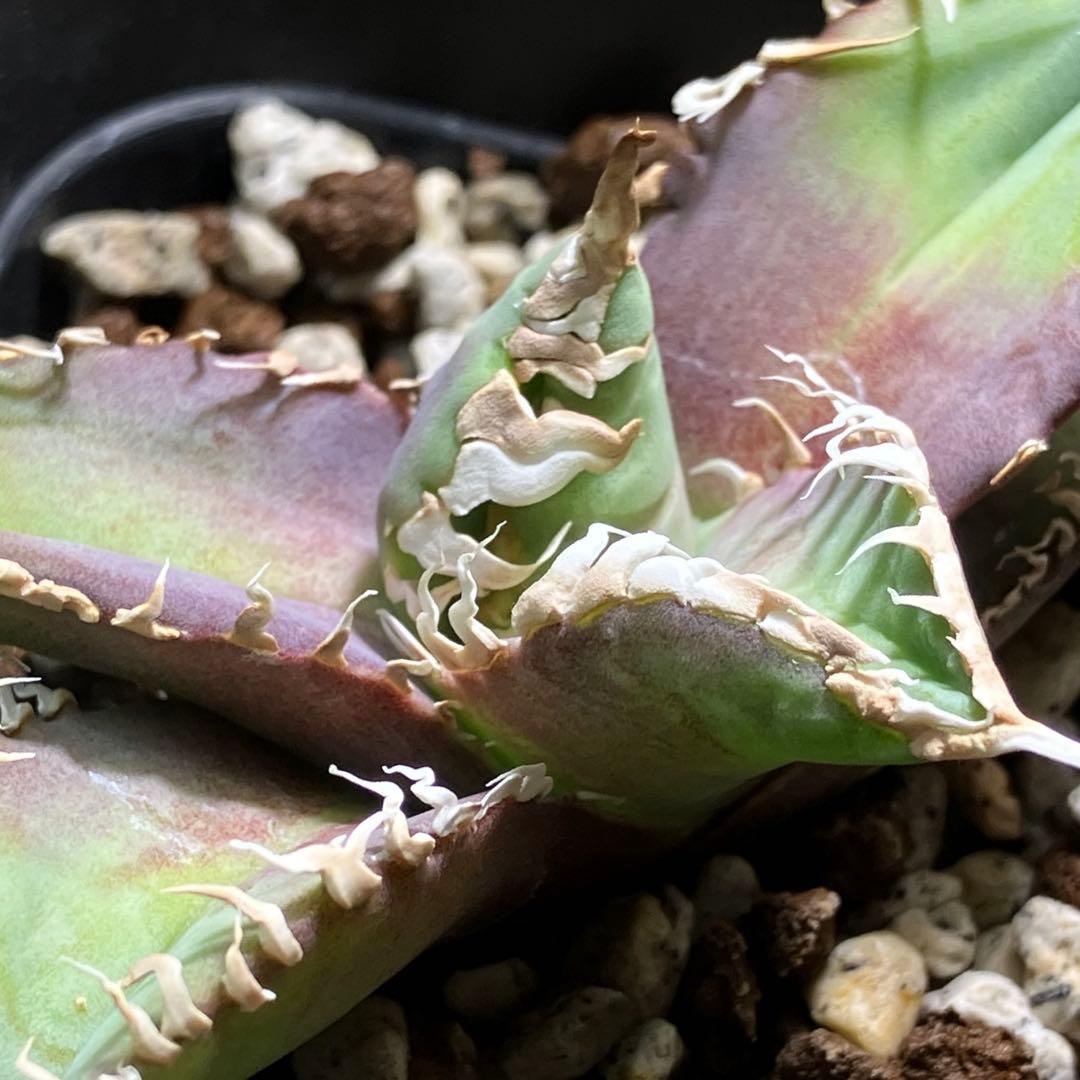 金*澤様 【初売りオークション】113 狂刺　強棘　アガベ　チタノタ　白幽霊　T