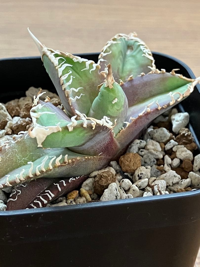 金*澤様 【初売りオークション】113 狂刺　強棘　アガベ　チタノタ　白幽霊　T