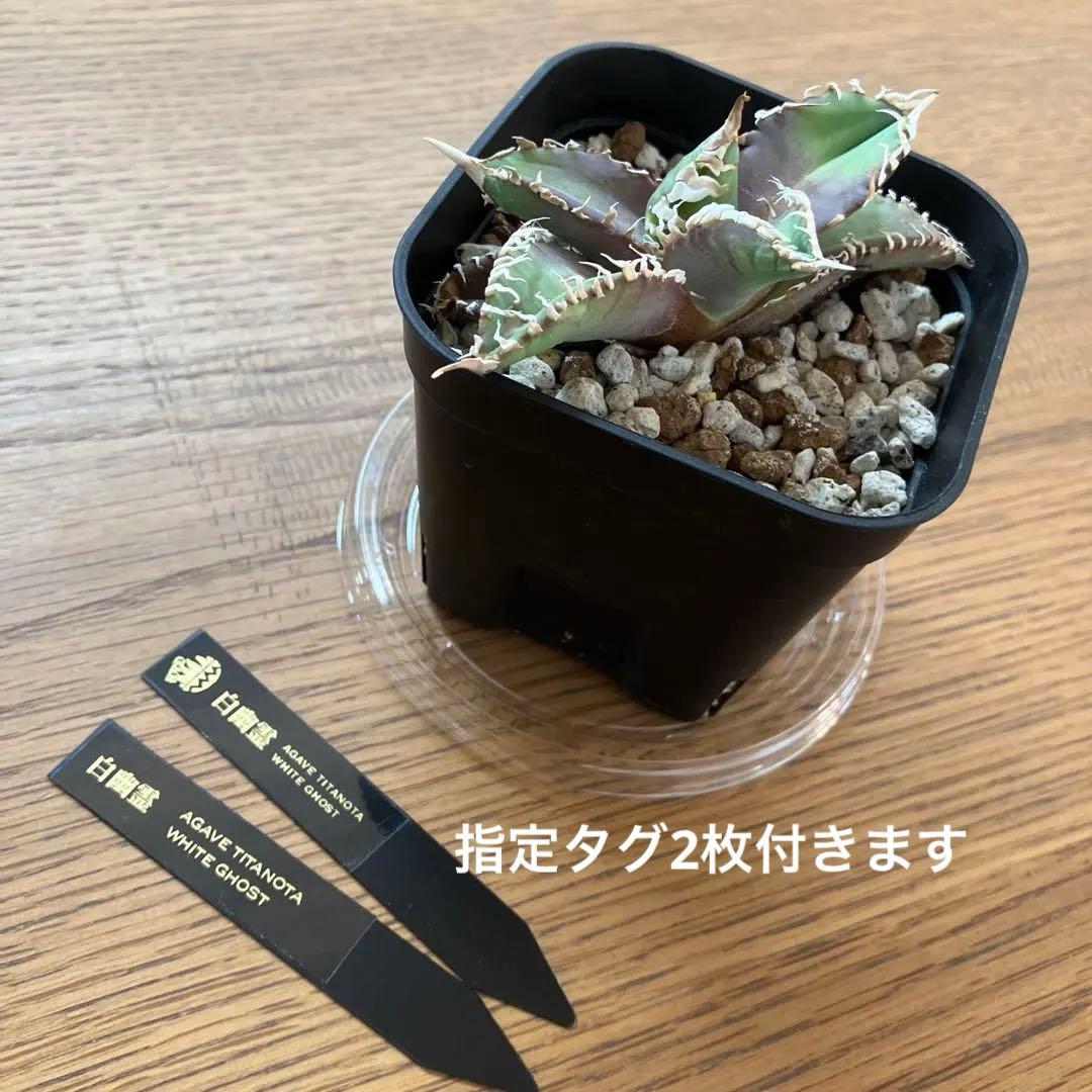 金*澤様 【初売りオークション】113 狂刺　強棘　アガベ　チタノタ　白幽霊　T
