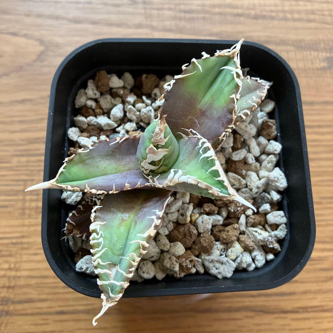 金*澤様 【初売りオークション】113 狂刺　強棘　アガベ　チタノタ　白幽霊　T