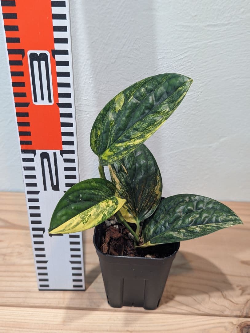 【レオミル】モンステラsp. ペルー 　アンスリウム・ドラヤキ 3.5号