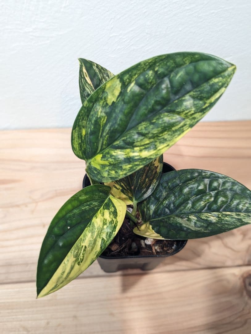 【レオミル】モンステラsp. ペルー 　アンスリウム・ドラヤキ 3.5号