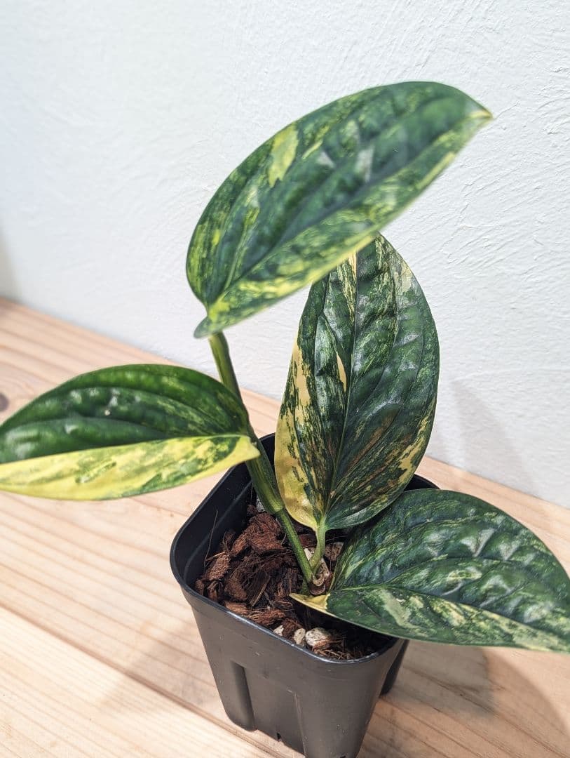 【レオミル】モンステラsp. ペルー 　アンスリウム・ドラヤキ 3.5号