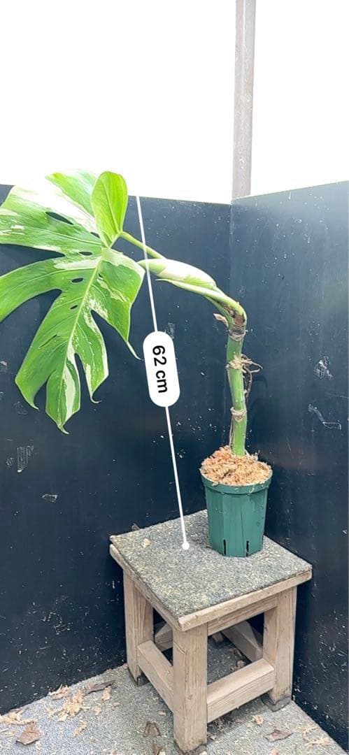 ひ*ん様 斑入りモンステラホワイトタイガー実付き65cm 大型葉