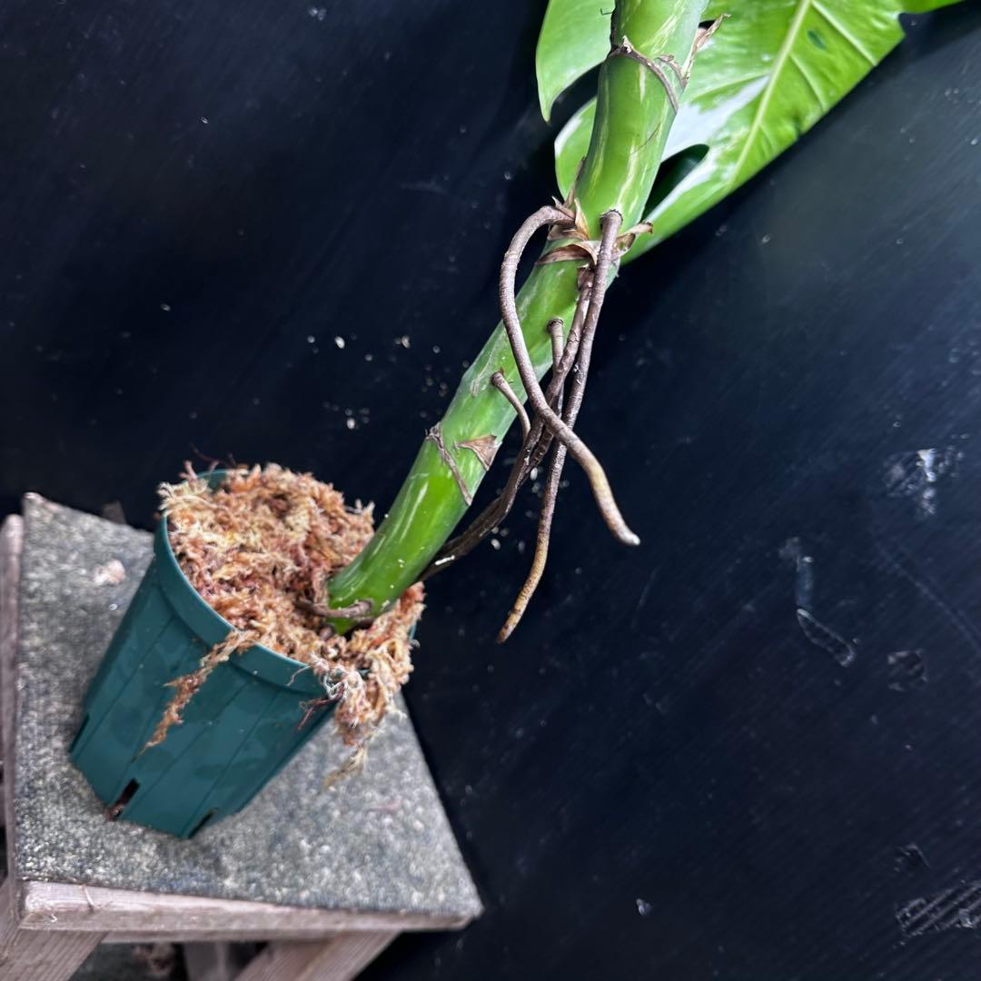 ひ*ん様 斑入りモンステラホワイトタイガー実付き65cm 大型葉