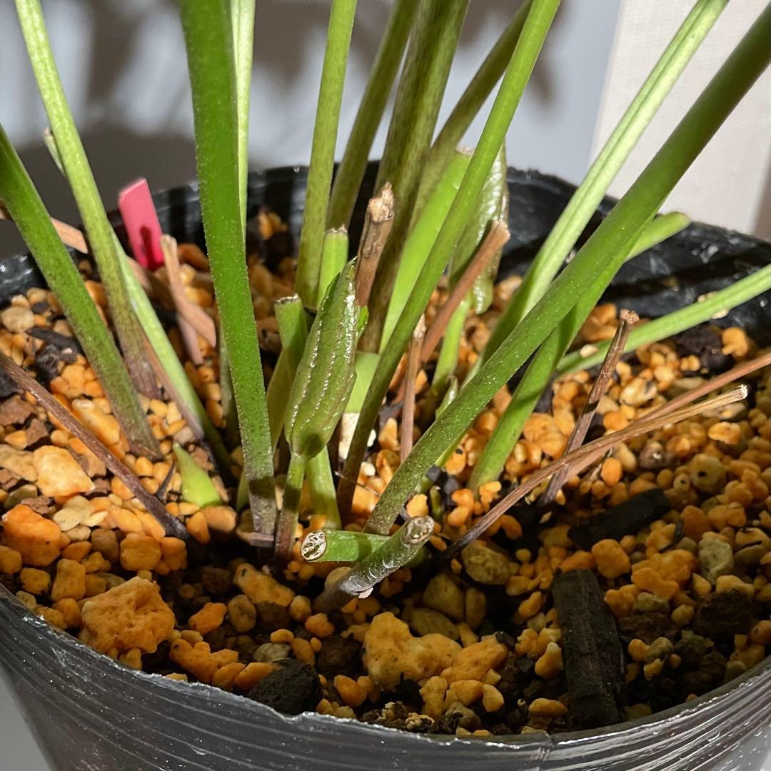 クリスマスローズ ダークレッドダブル 開花株