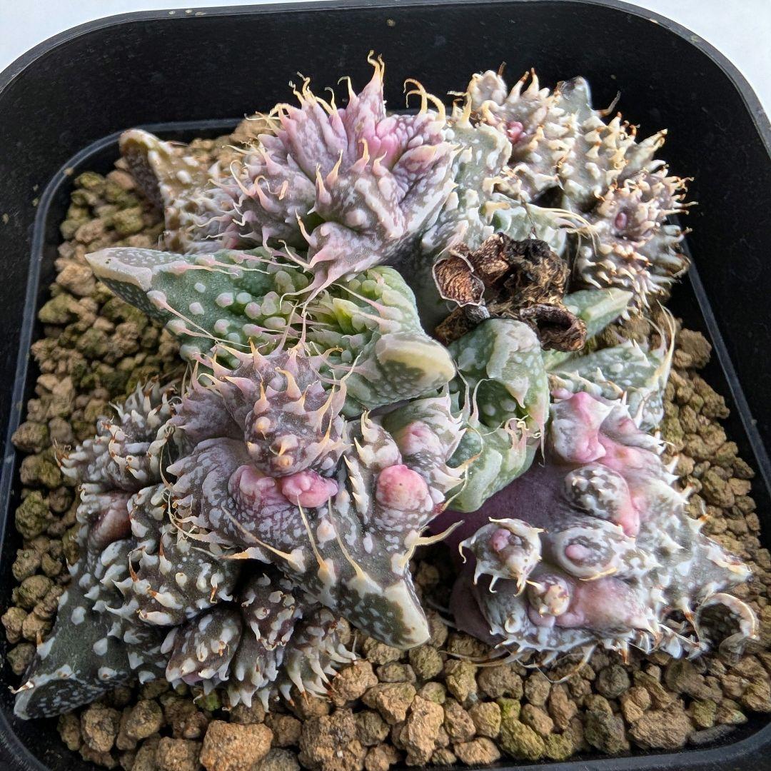 多肉植物 フォーカリア属 竜神の舞×赤怒涛(実生苗です)
