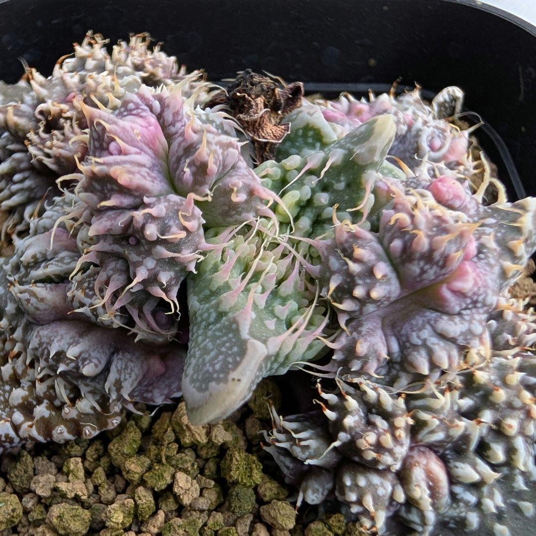多肉植物 フォーカリア属 竜神の舞×赤怒涛(実生苗です)