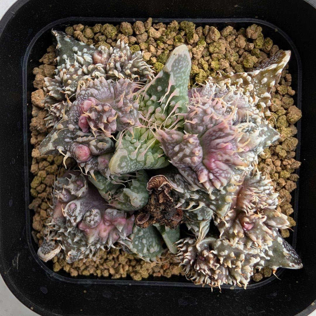 多肉植物 フォーカリア属 竜神の舞×赤怒涛(実生苗です)