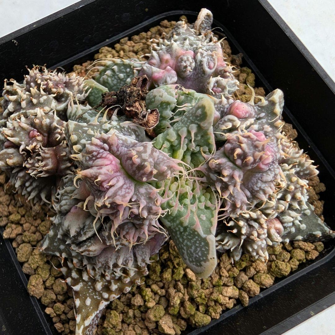多肉植物 フォーカリア属 竜神の舞×赤怒涛(実生苗です)