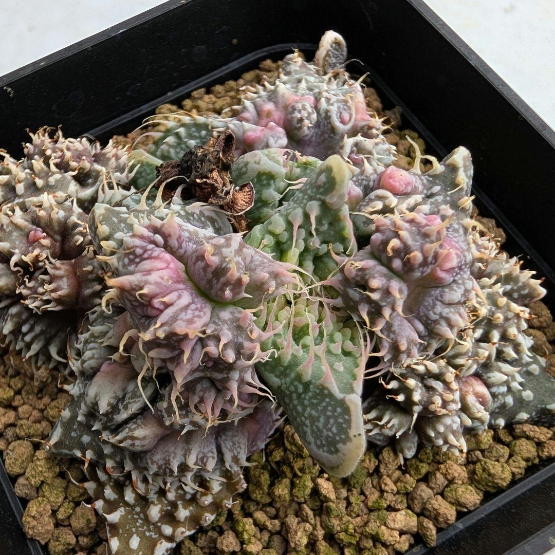 多肉植物 フォーカリア属 竜神の舞×赤怒涛(実生苗です)