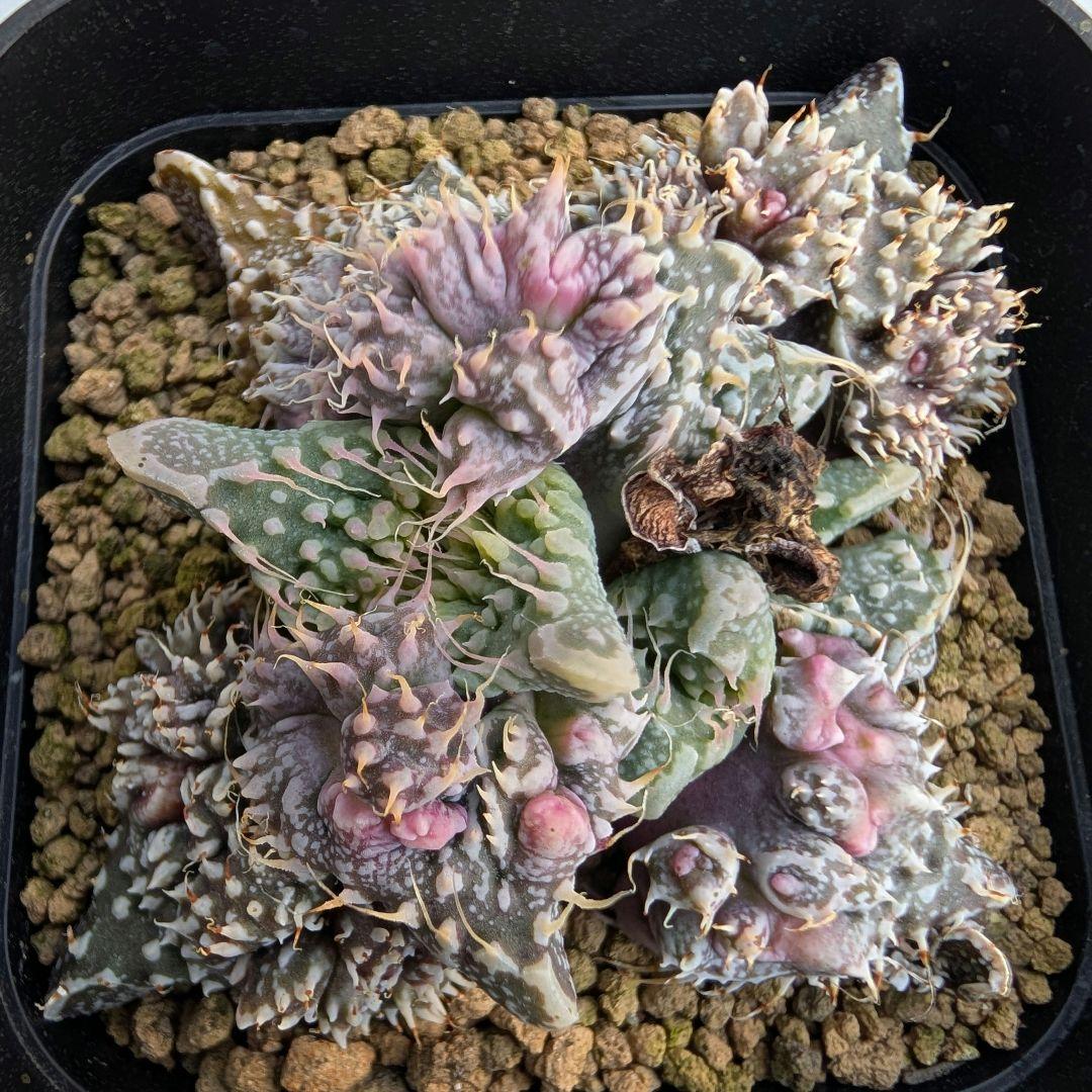 多肉植物 フォーカリア属 竜神の舞×赤怒涛(実生苗です)