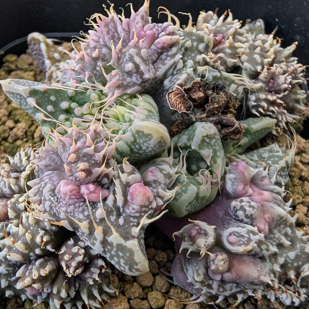 多肉植物 フォーカリア属 竜神の舞×赤怒涛(実生苗です)
