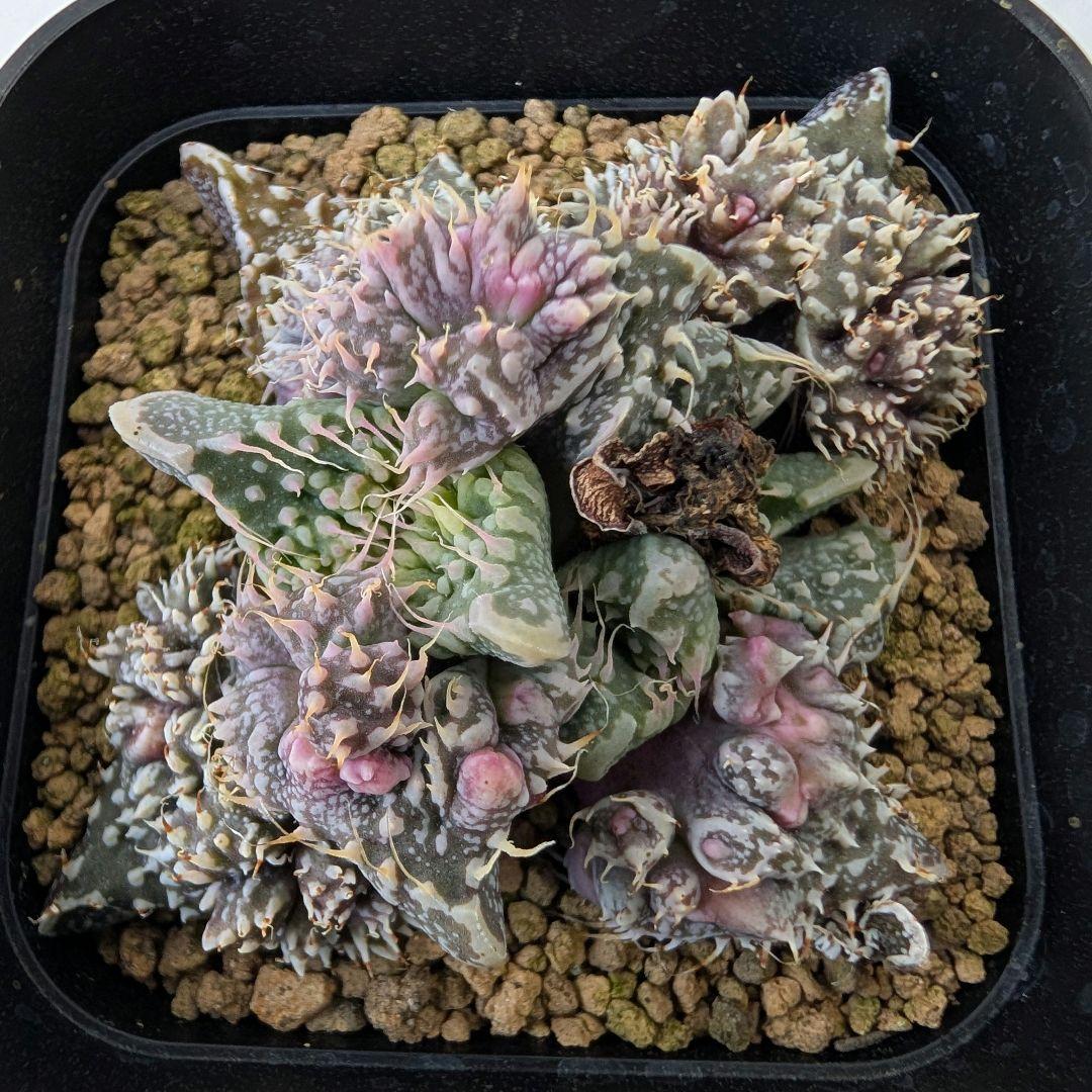 多肉植物 フォーカリア属 竜神の舞×赤怒涛(実生苗です)