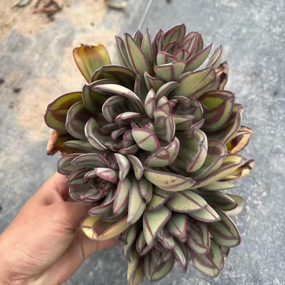 Top【選抜株】多肉植物　360198ノドユーロサー　10個　鉢無し/脱土