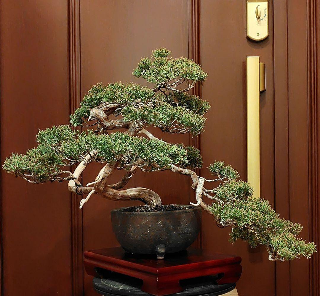真柏盆栽！