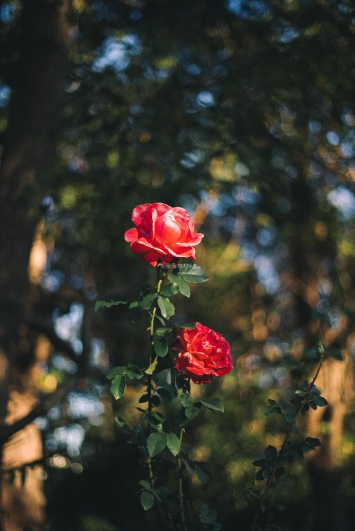 光学美品！隠れた銘玉！CONTAX Planar 50mm F1.7 AEJ