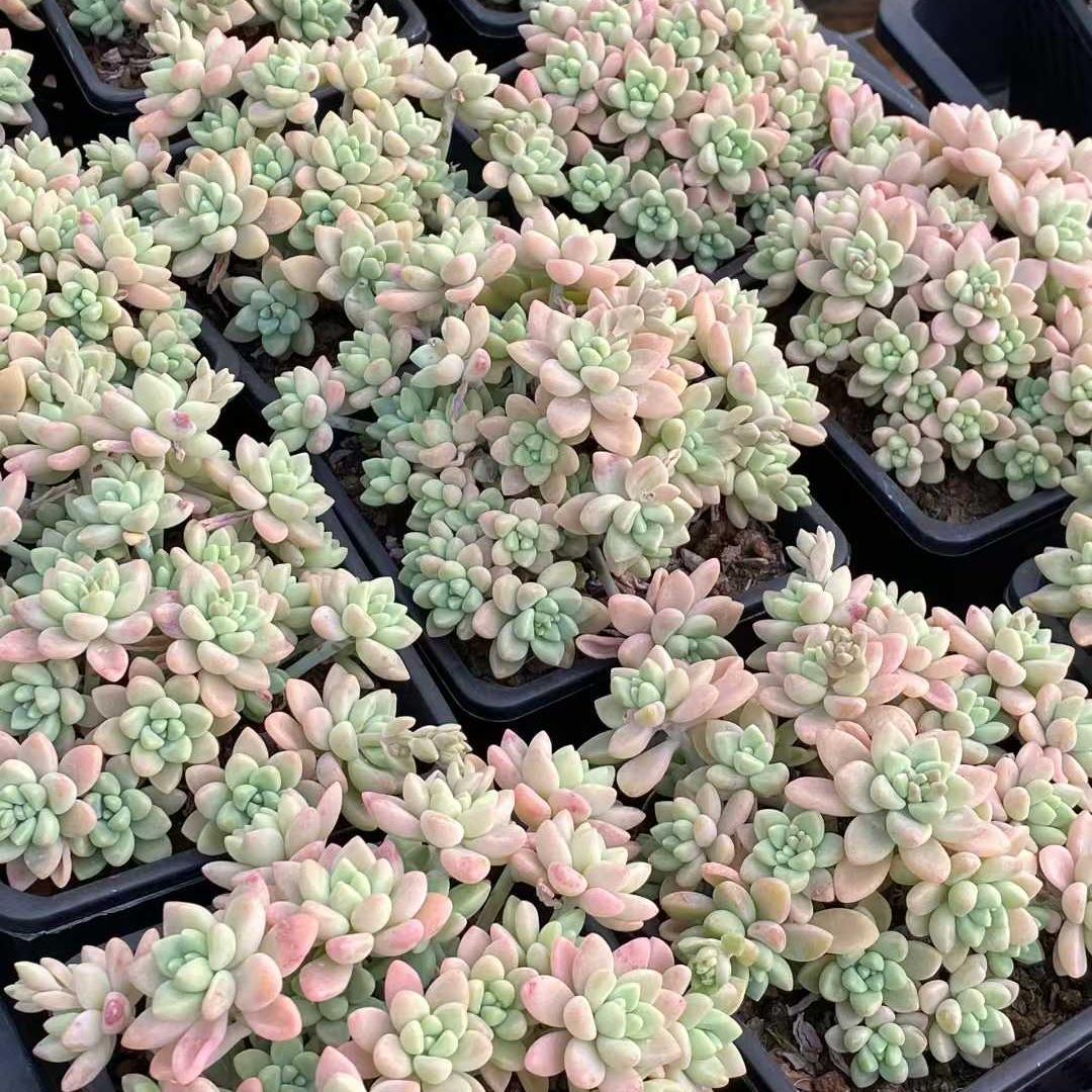 Top【選抜株】多肉植物　360100チーズケーク　10個　鉢無し/脱土