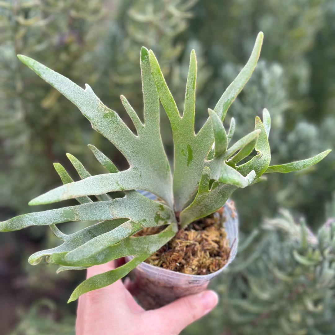 P.willinckii ’Jade Girl’ spore 4902