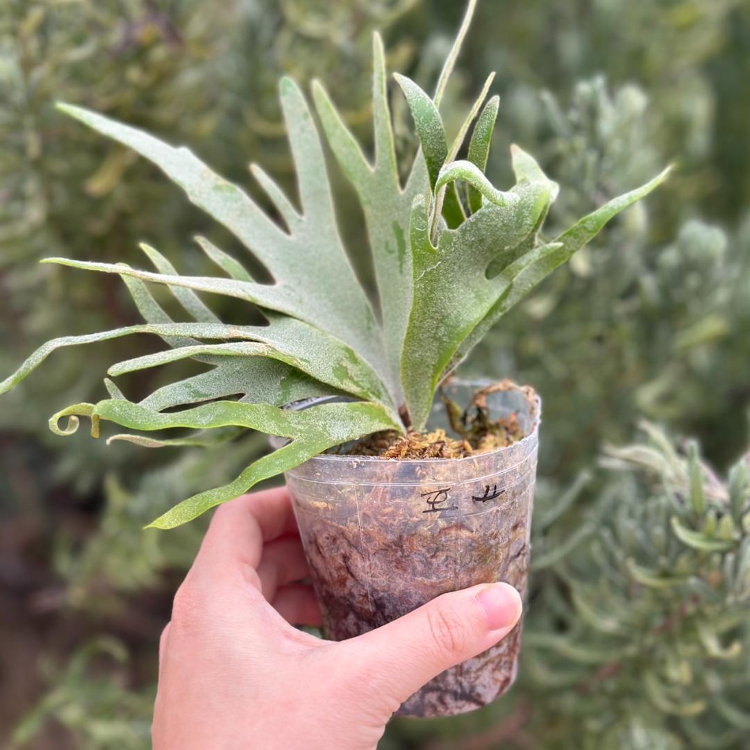 P.willinckii ’Jade Girl’ spore 4902