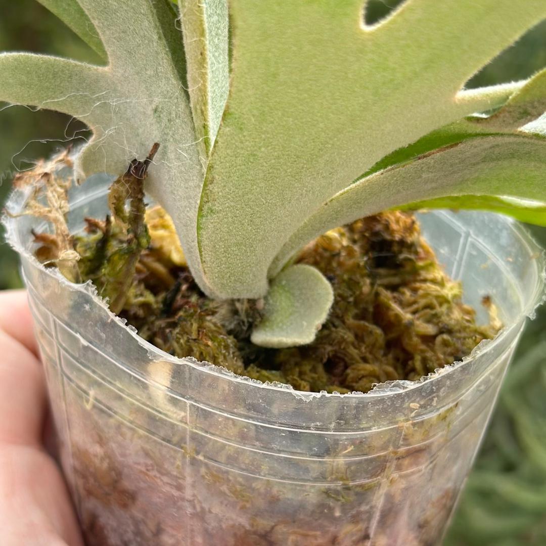 P.willinckii ’Jade Girl’ spore 4902