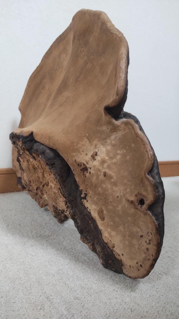 サルノコシカケ